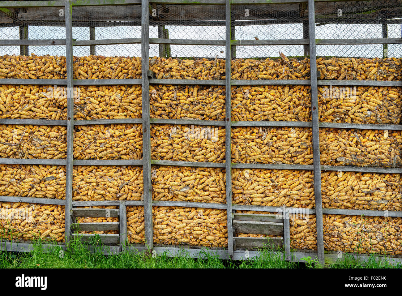 drying the maize in the wooden boxes Stock Photo