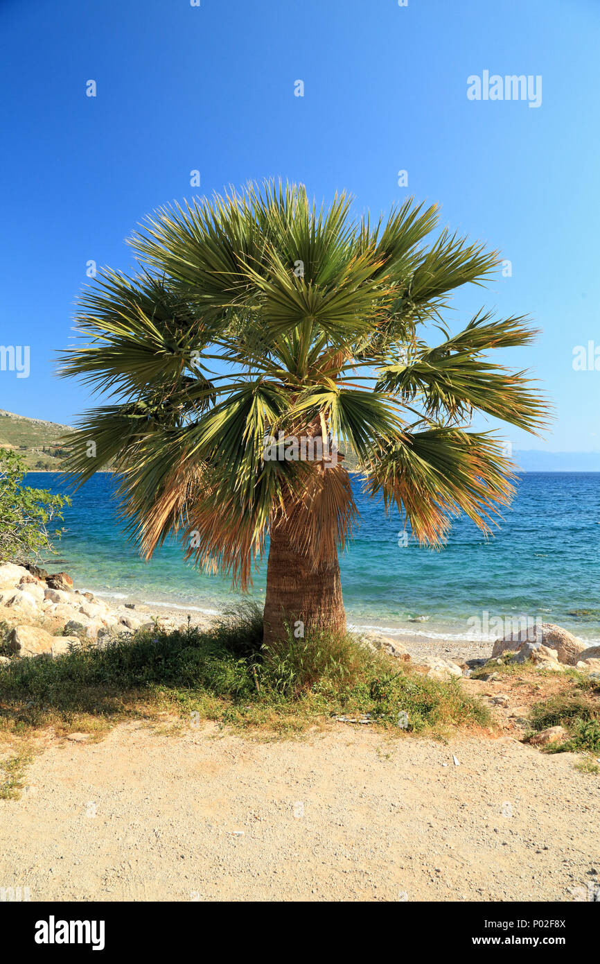 Palm tree at beach Stock Photo