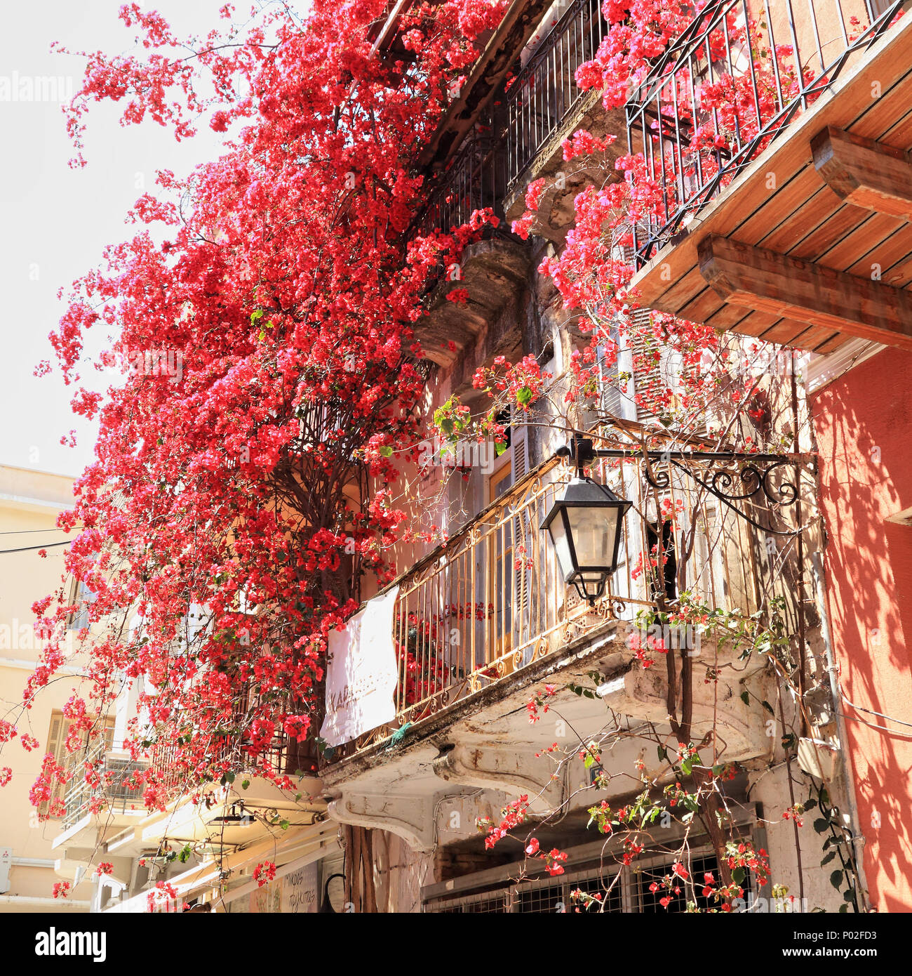 Red bougainvillea spectabilis flowers on the facade of an old house in Nafplio, Greece Stock Photo