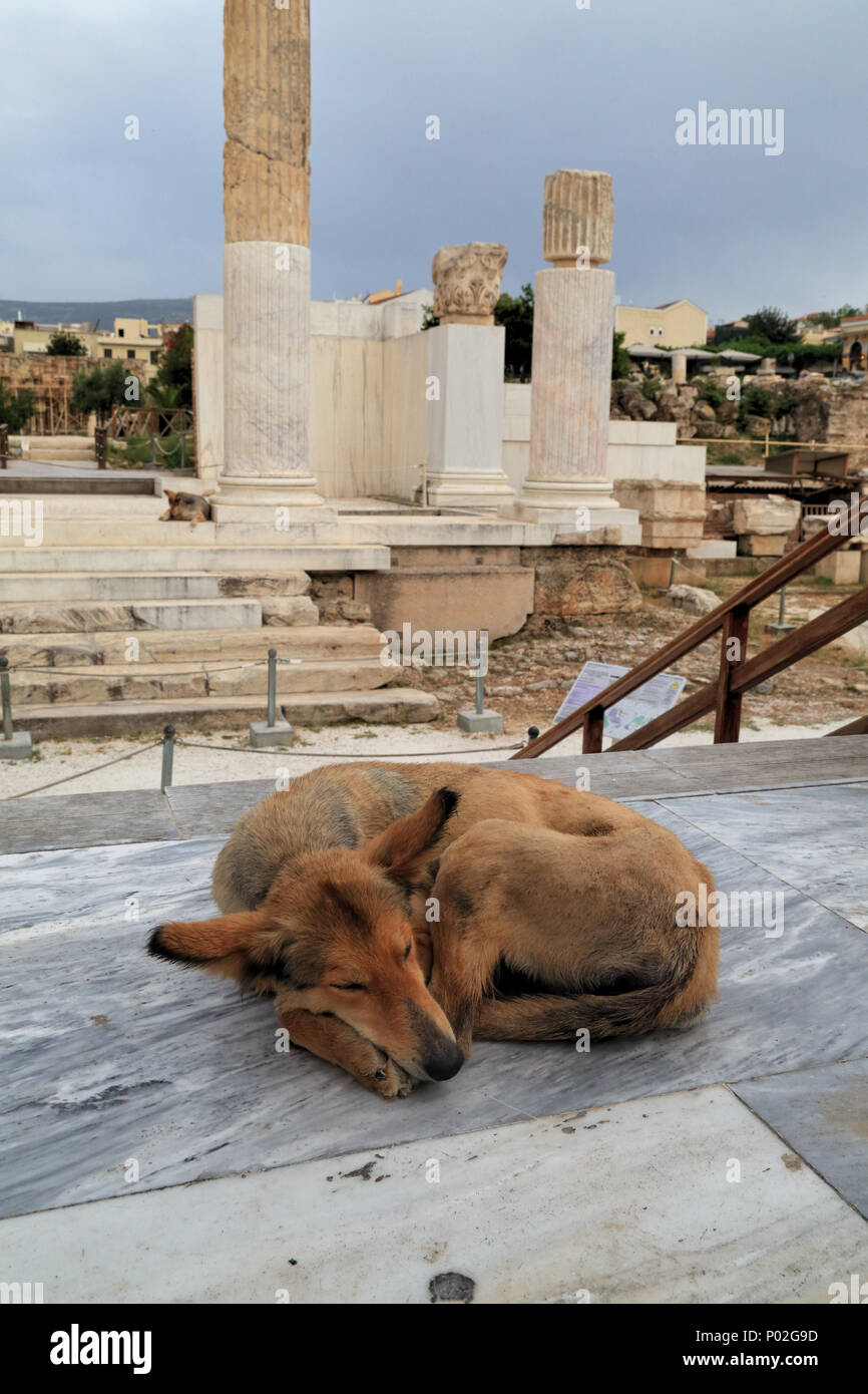 Stray dog in Athens Stock Photo
