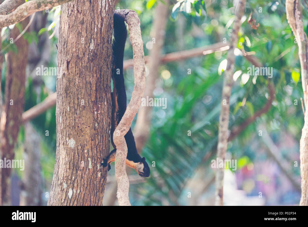 Black giant squirrel, Malayan giant squirrel Stock Photo