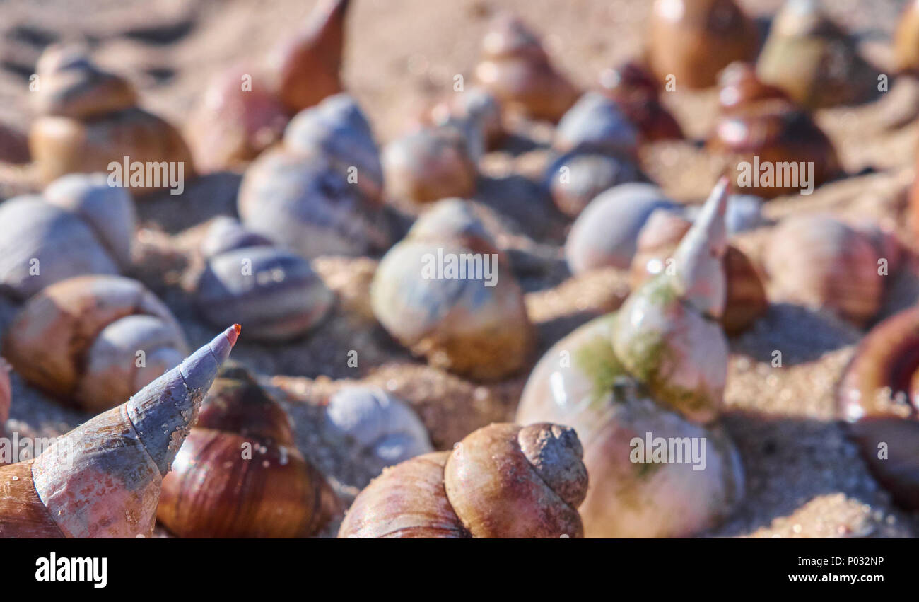 Different seashells closeup on a sand background Stock Photo