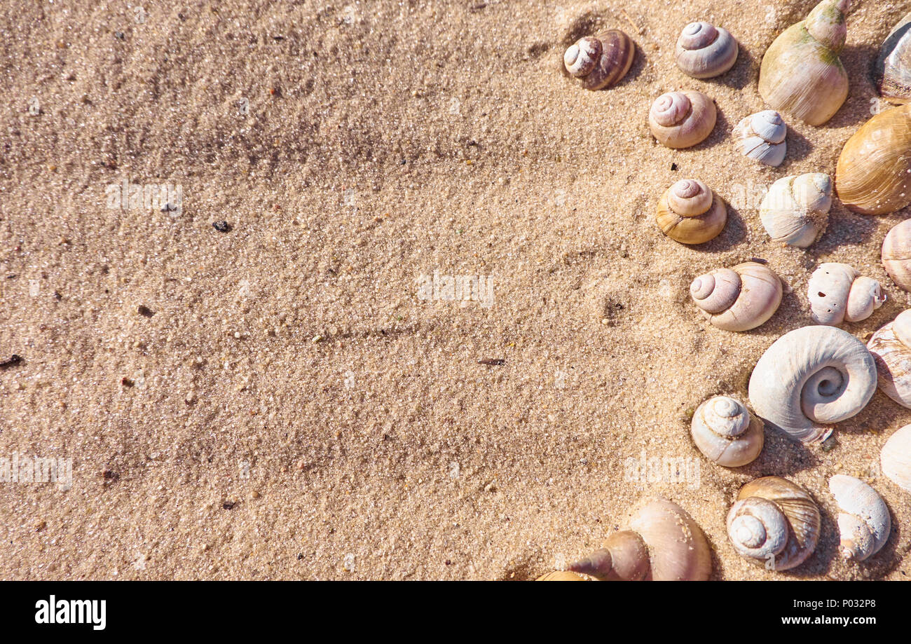 Scattered shells on a yellow sand. Summertime background template Stock Photo