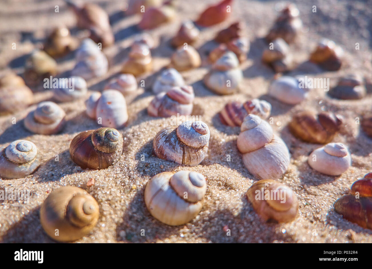 Seashells on a sand. Summer background with shells Stock Photo