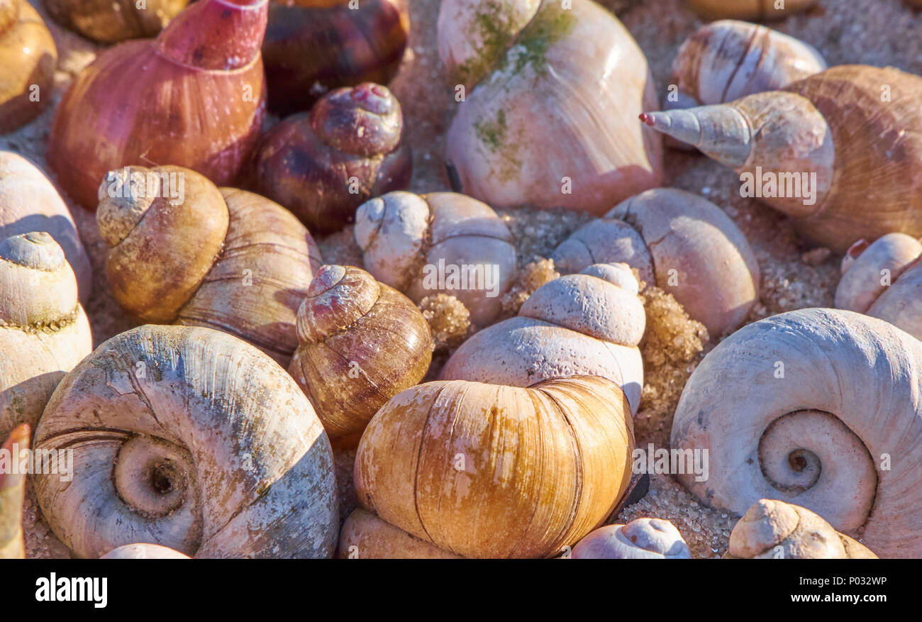 Summertime background with shells lying on each other. Stock Photo