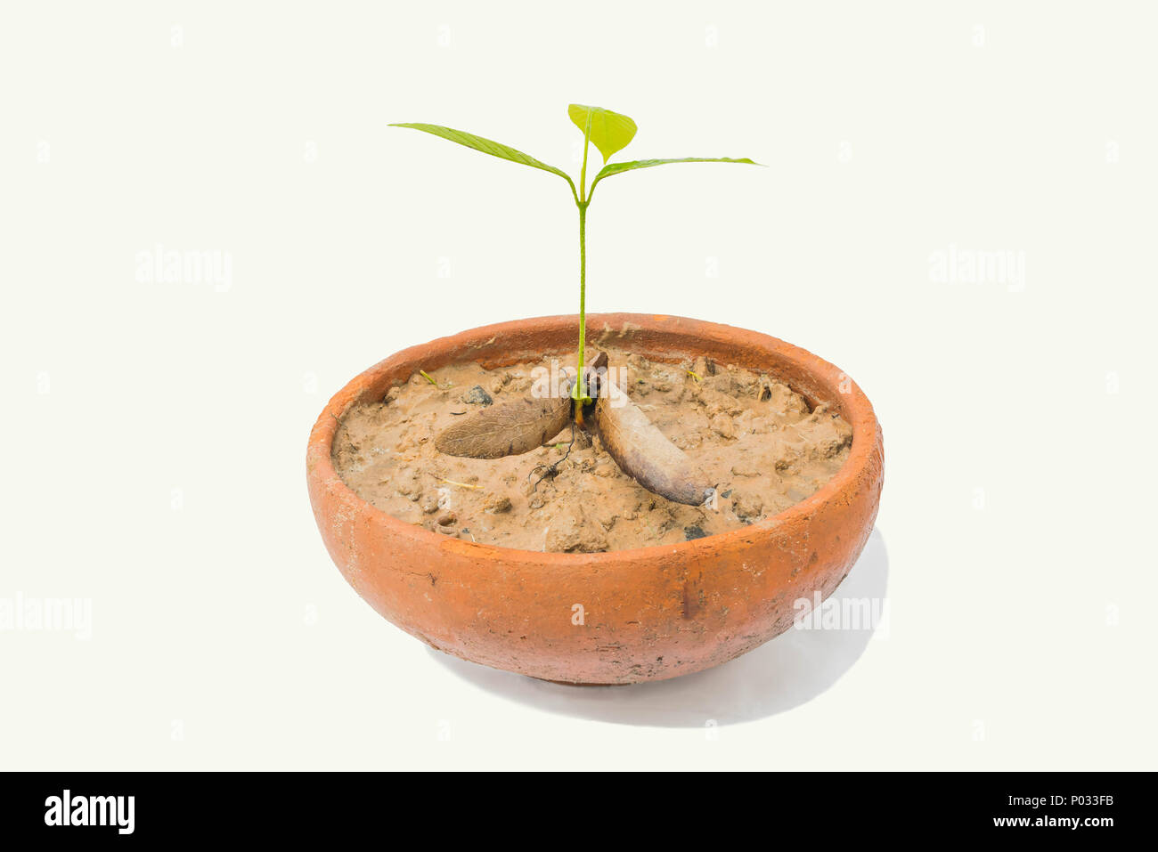 The soft focus of seedling, sprout, the sapling of Dipterocarpus alatus, Dipterocarpaceae, fruit plant tree with the white background. Stock Photo