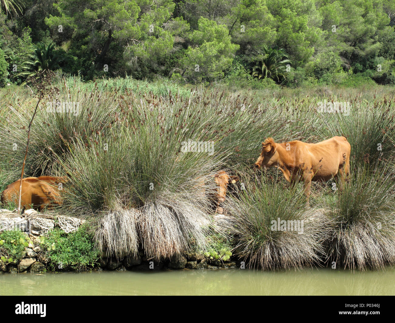 cows along the river Stock Photo - Alamy