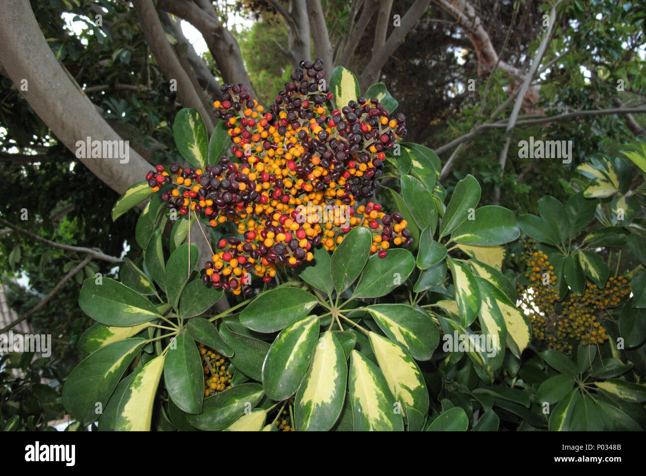 Schefflera arboricola with fruits Stock Photo