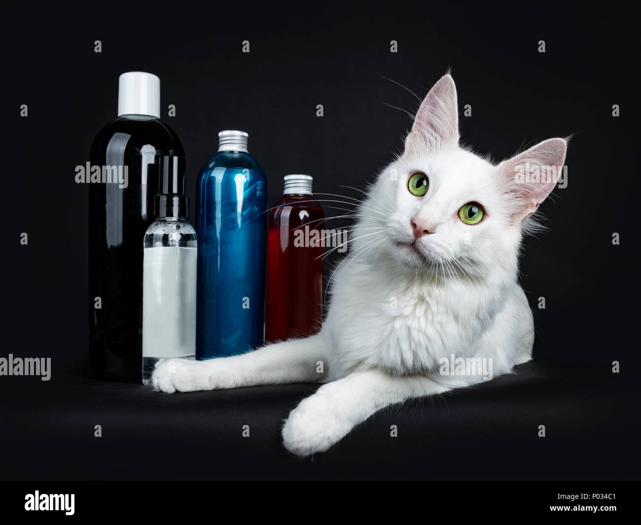 Solid white green eyed Turkish Angora cat laying down beside colorful see through bottles isolated on black looking at camera Stock Photo