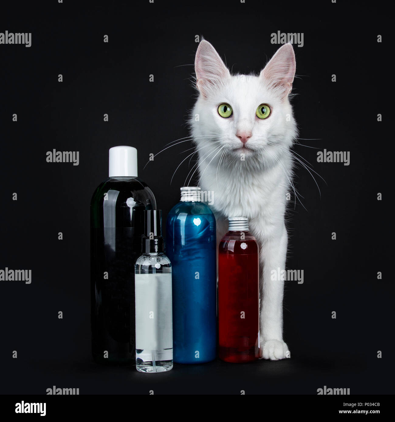 Solid white green eyed Turkish Angora cat standing behind colorful see through bottles isolated on black looking at camera Stock Photo