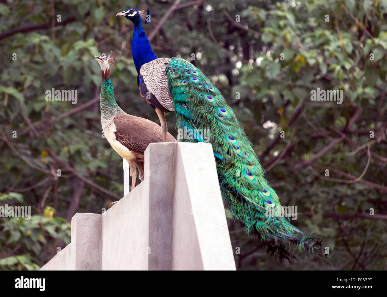 Peacock & Peahen together around my house. A beautiful view around my house in Jalandhar, Punjab. Stock Photo