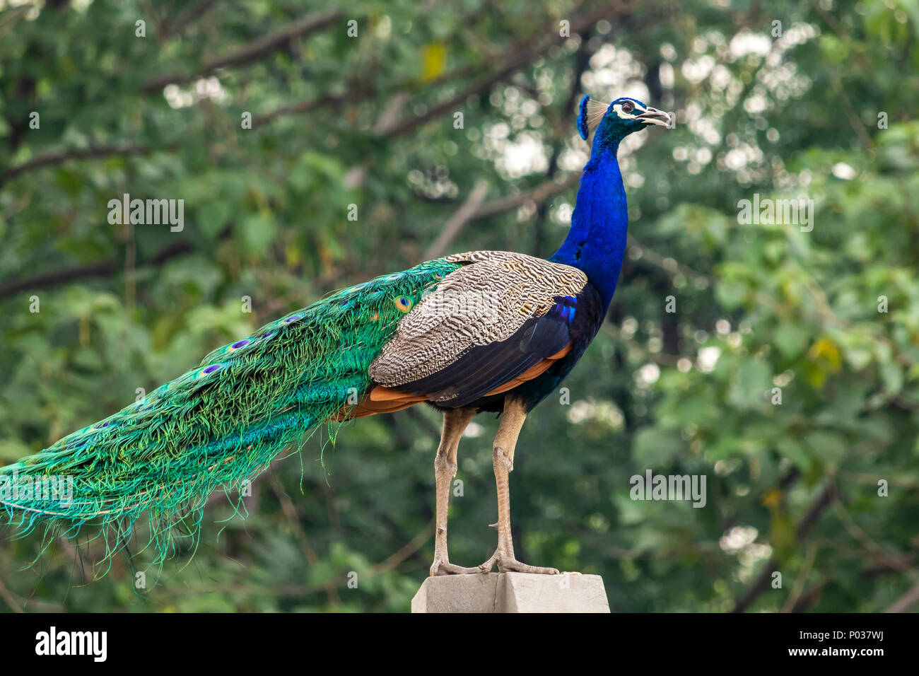 Indian peacock hi-res stock photography and images - Alamy