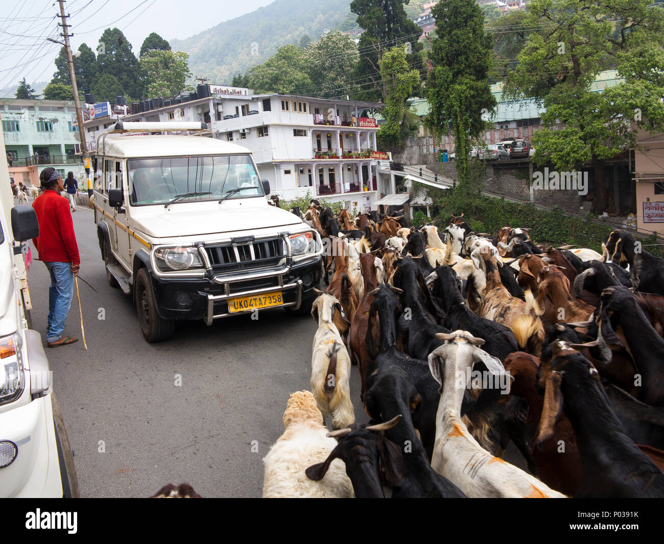 Indian shepherds taking a flock of goats through the streets of Naini Tal, Uttarakhand, India Stock Photo