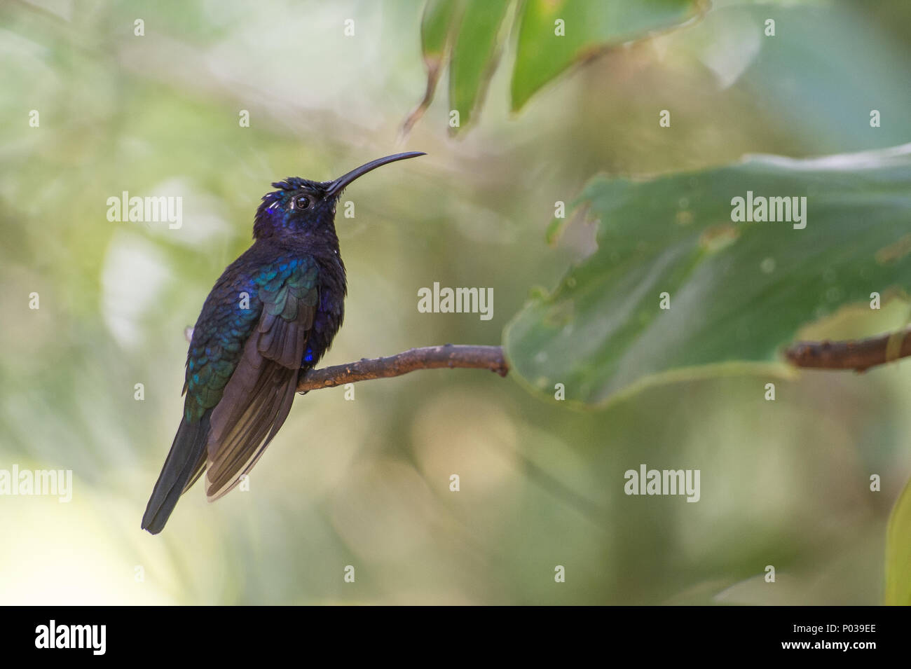 Violet sabrewing, Campylopterus hemileucurus, Trochilidae, Monteverde Cloud Forest Reserve, Costa Rica, hummingbird Stock Photo