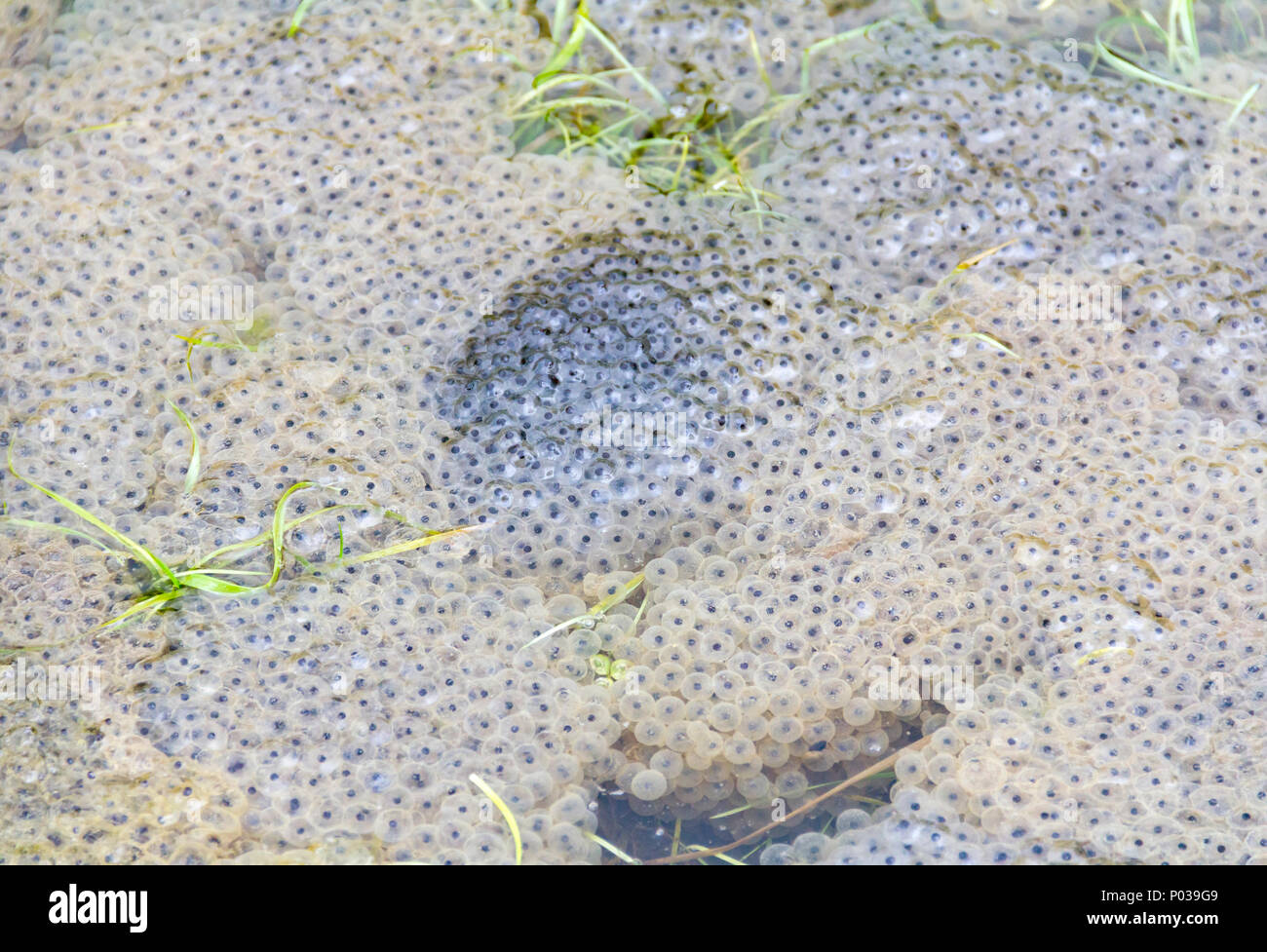 fresh frog spawn closeup at early spring time Stock Photo