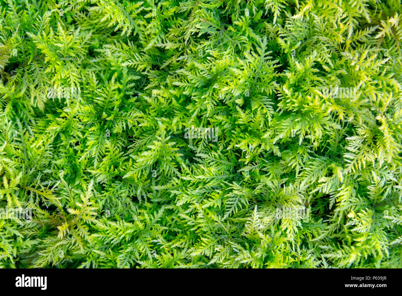full frame macro shot showing some green moss Stock Photo