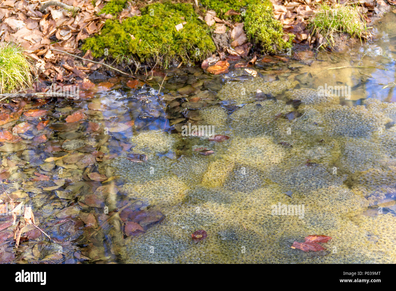lots of frog spawn clusters at early spring time in natural ambiance ...