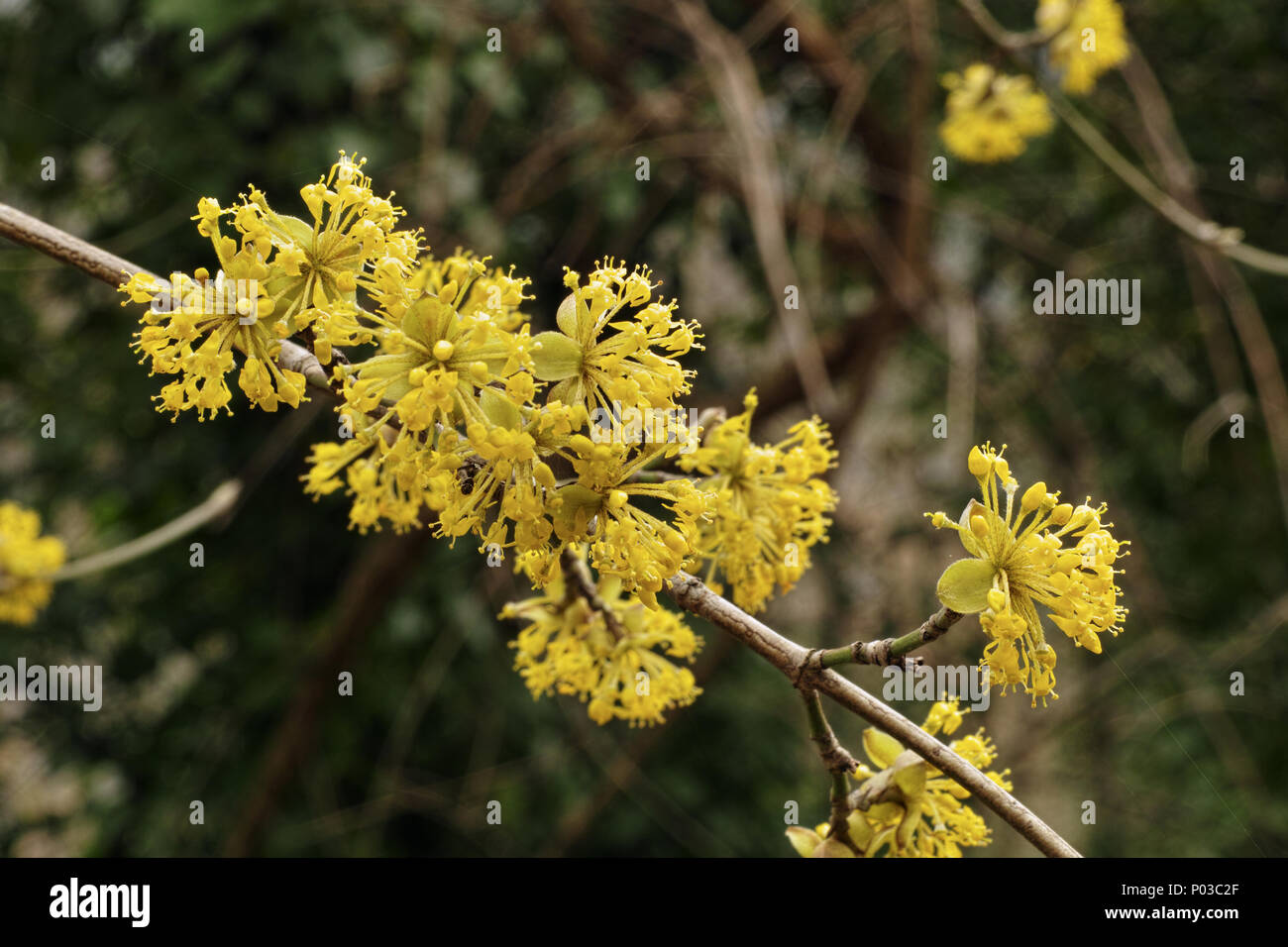 european cornel plant in bloom Stock Photo
