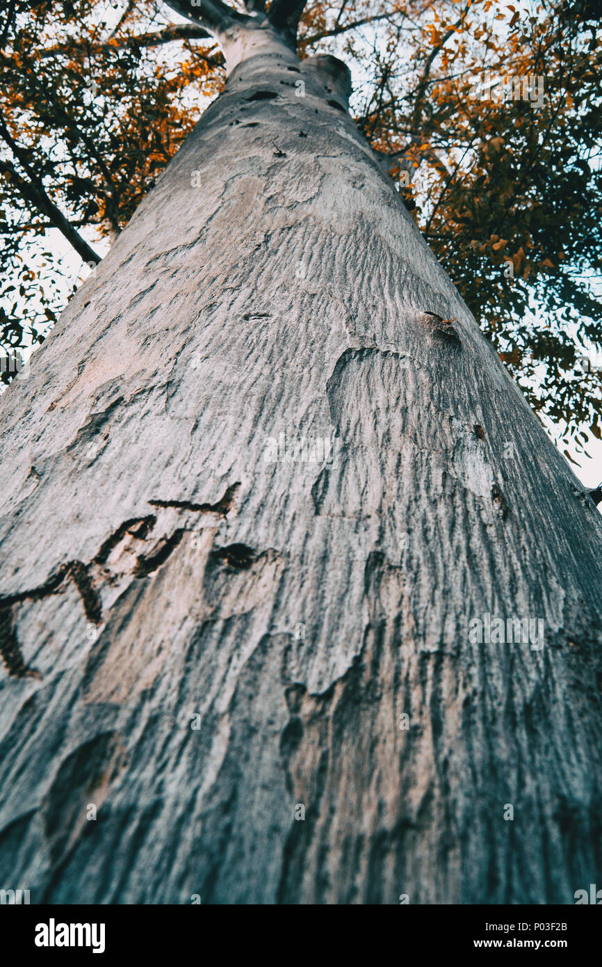 tree and trunk branches seen from below Stock Photo