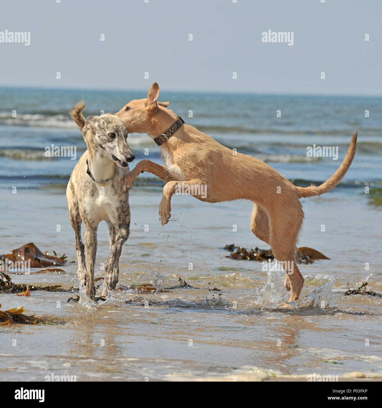 lurchers playing in the sea Stock Photo