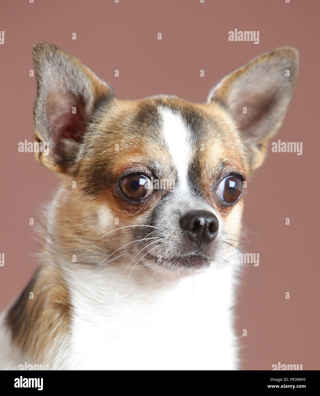 Page 2 Ugly Dog Canine Funny High Resolution Stock Photography And Images Alamy