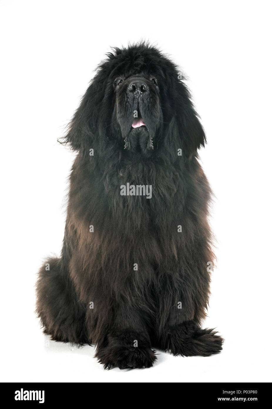 Tibetan mastiff Cut Out Stock Images & Pictures - Alamy