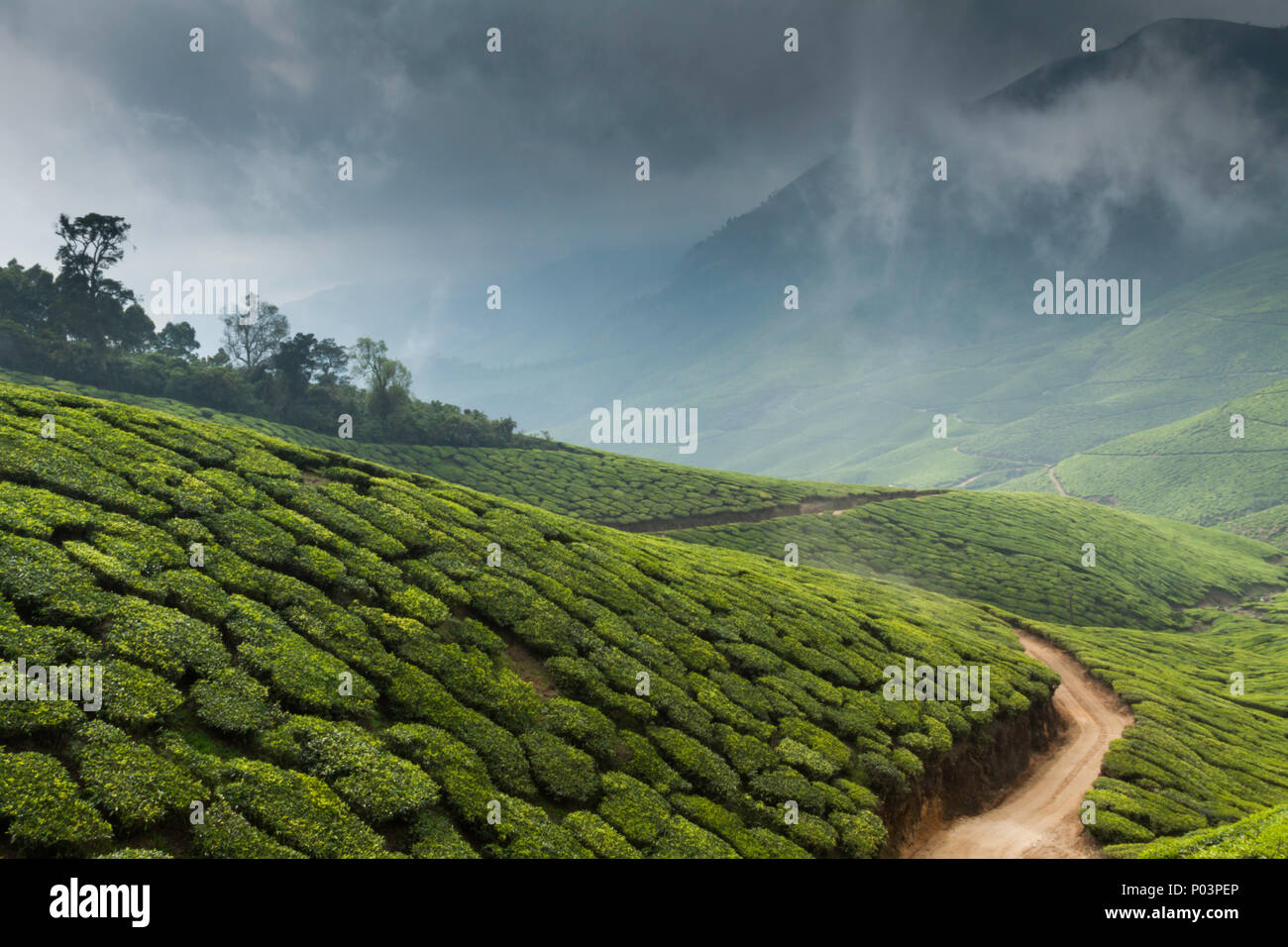 Tea plantations on the Kolukkumalai estate, Kerala, India Stock Photo