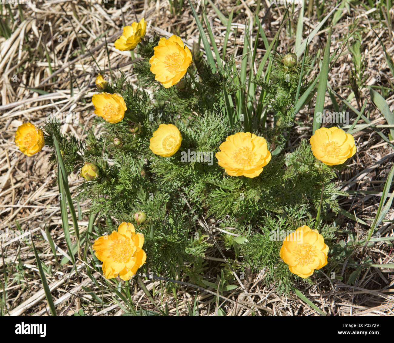 Chinese national flower hires stock photography and images Alamy