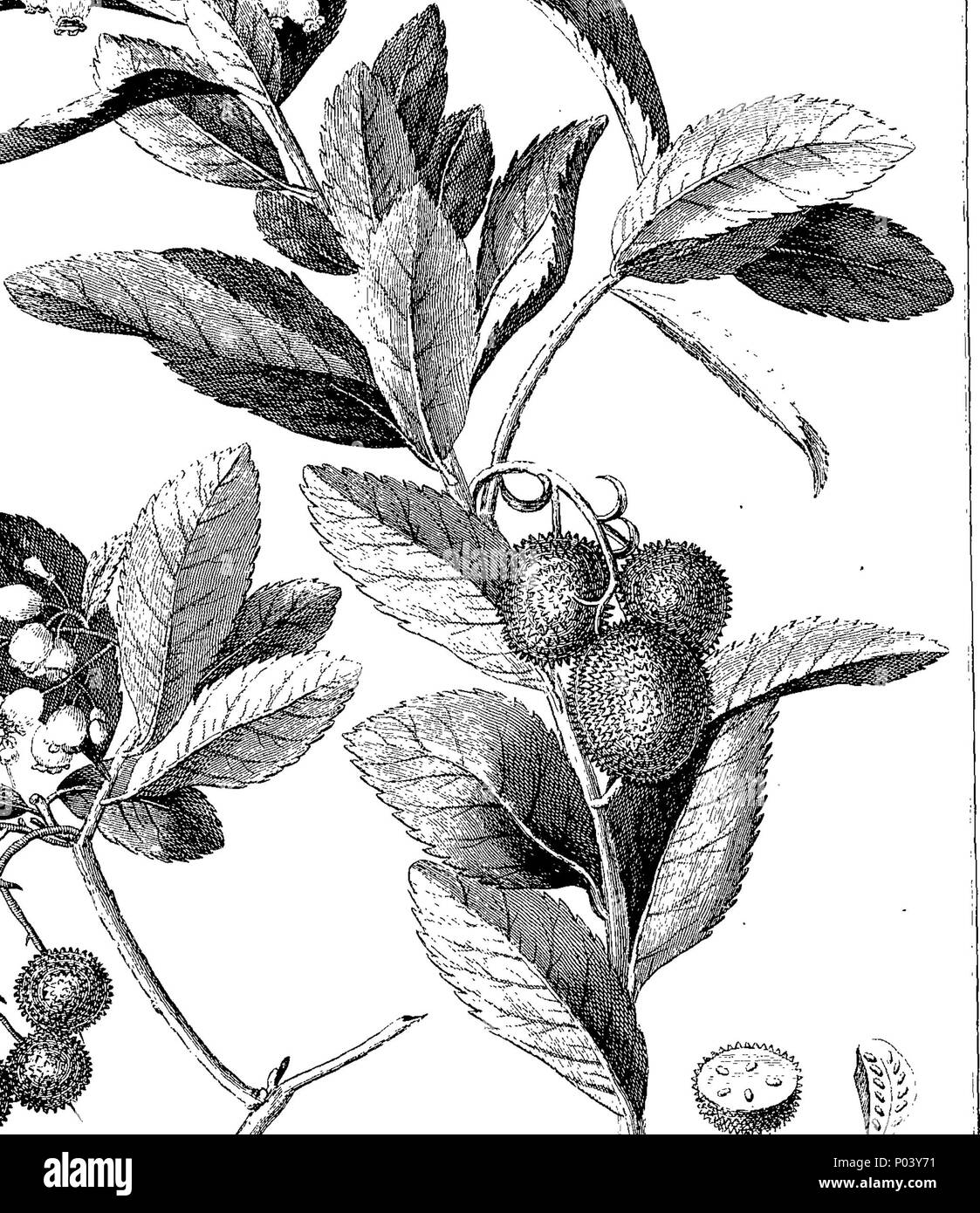 Fleuron Recommended Color . English: Fleuron from book: A complete body of planting and gardening ...