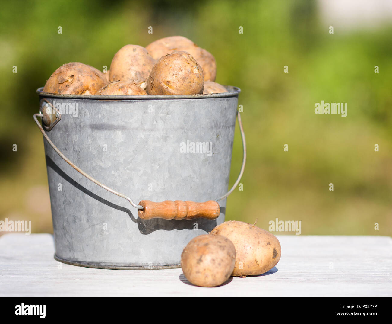 Картофель в ведре. К чему снится ведро картошки. Ведро картошки. Ведро картошки. Мелкая картошка мелкая.