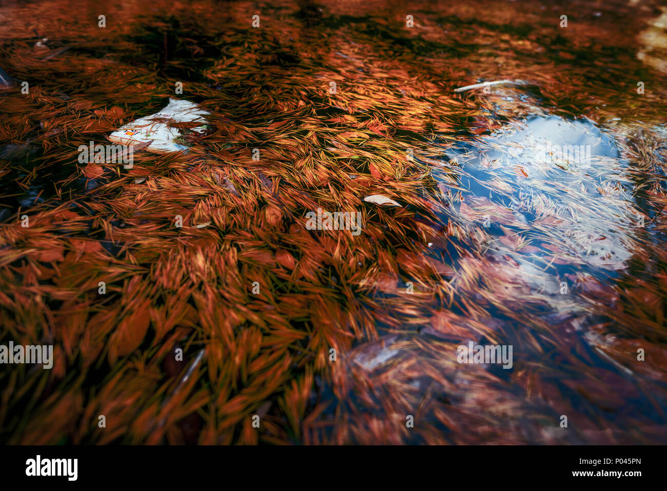 reflex on water with trash items on it Stock Photo