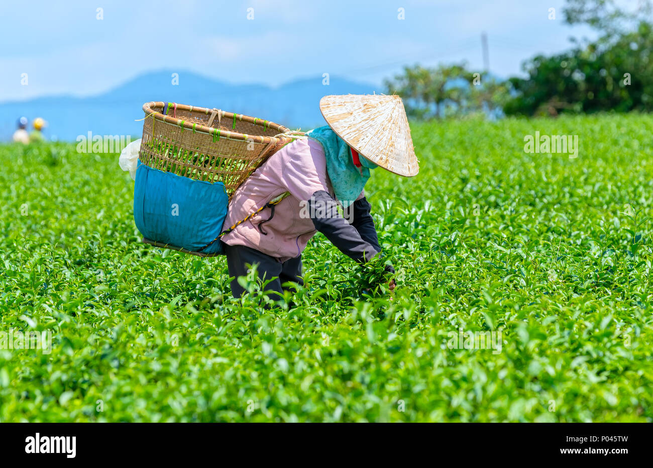 Group farmers in labor costume, conical hats harvesting tea in the
