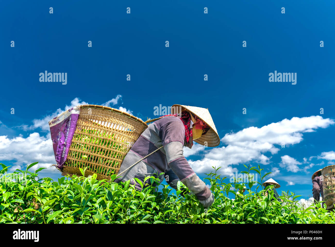 Group farmers in labor costume, conical hats harvesting tea in the