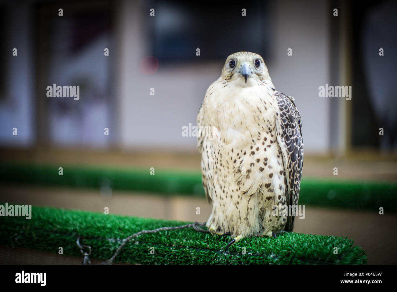 Scene from Souk Waqif, Doha, Qatar. Stock Photo