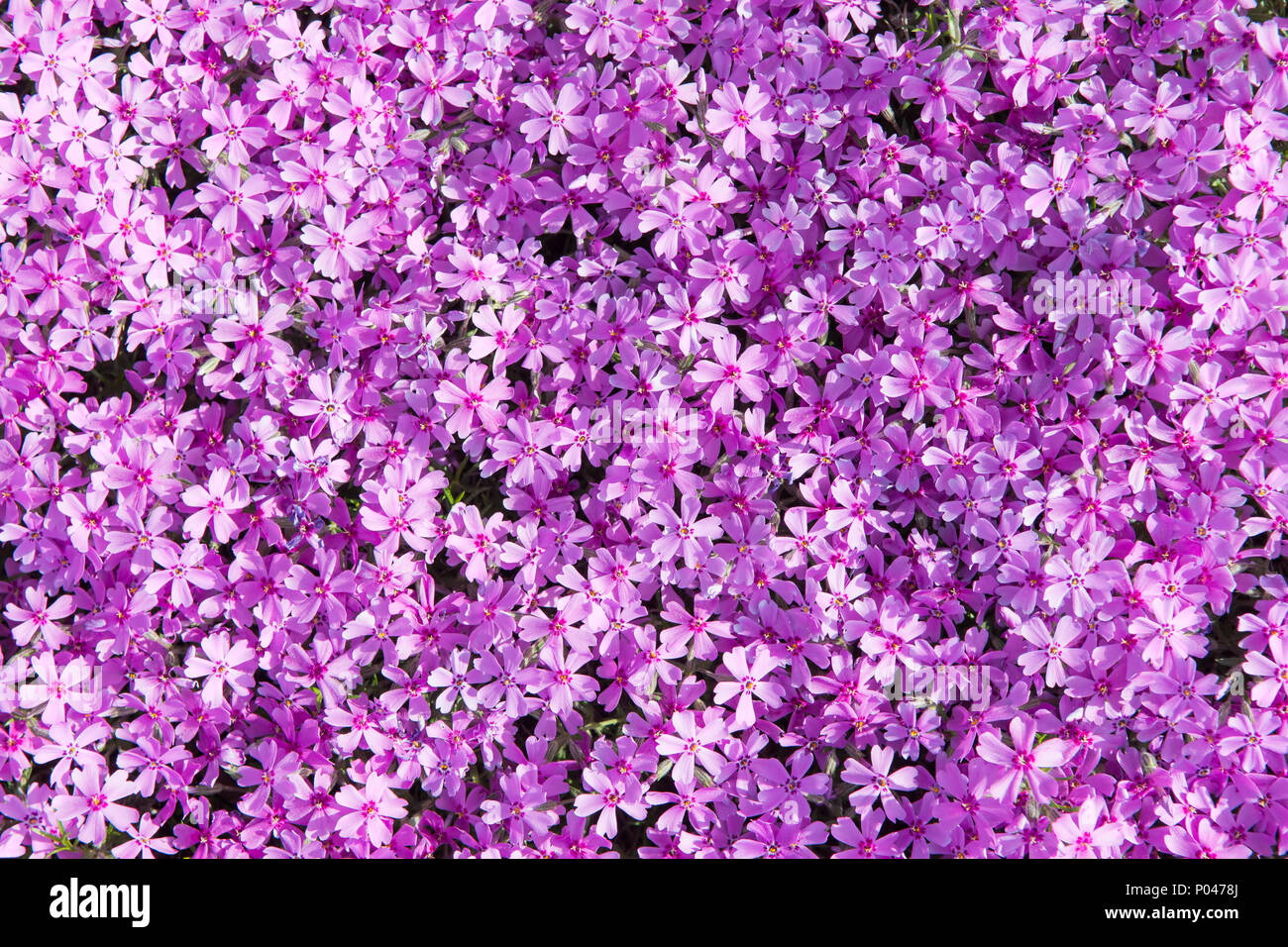 Phlox subulata (known as creeping phlox, moss phlox, moss pink, or mountain  phlox) flowers background. Many small purple flowers for background, top v  Stock Photo - Alamy, image size:1300x956