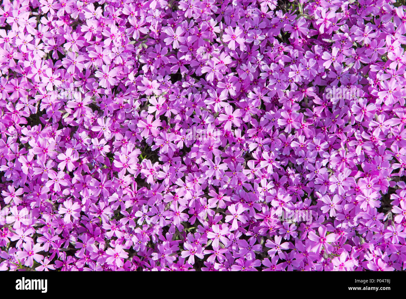 Phlox subulata (known as creeping phlox, moss phlox, moss pink, or mountain phlox) flowers background. Many small purple flowers for background, top v Stock Photo