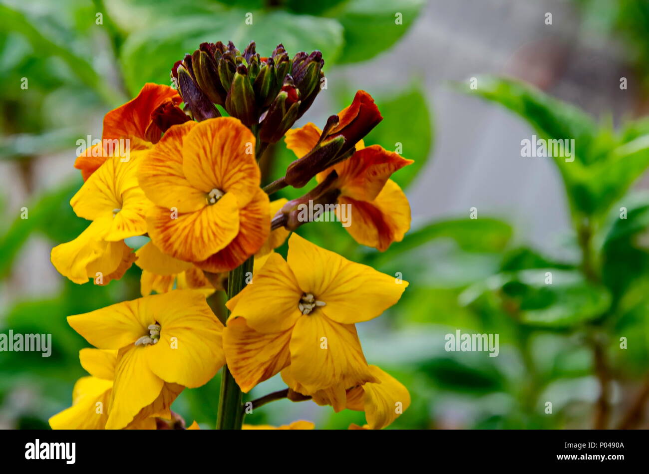 Colored blooming flower of Erysinum cheiri, Cheiranthus or Wallflower, Sofia, Bulgaria Stock Photo