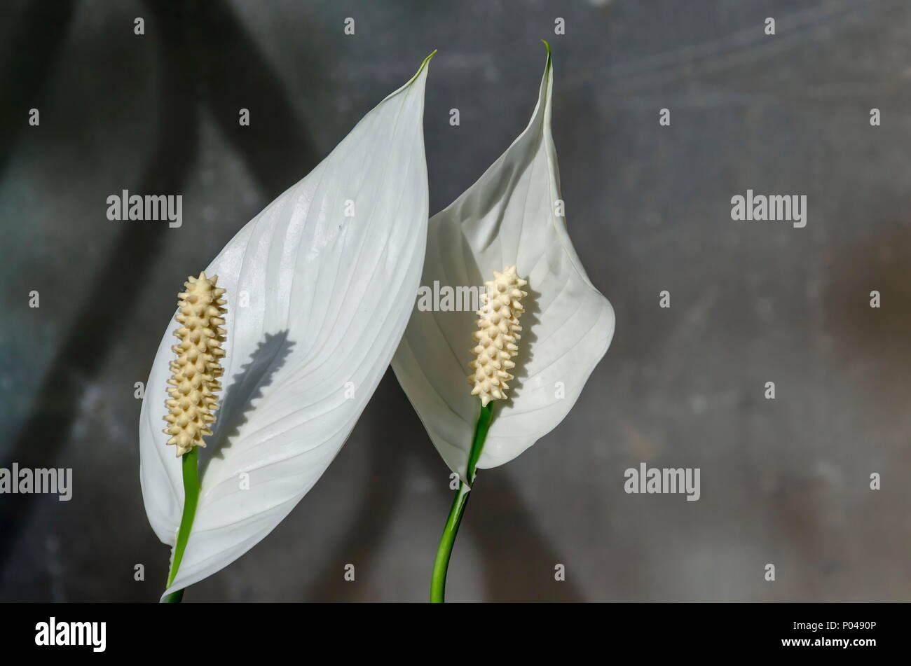 Details of a white Peace Lily or Spathiphyllum cochlearispathum in the sunshine, Sofia, Bulgaria Stock Photo