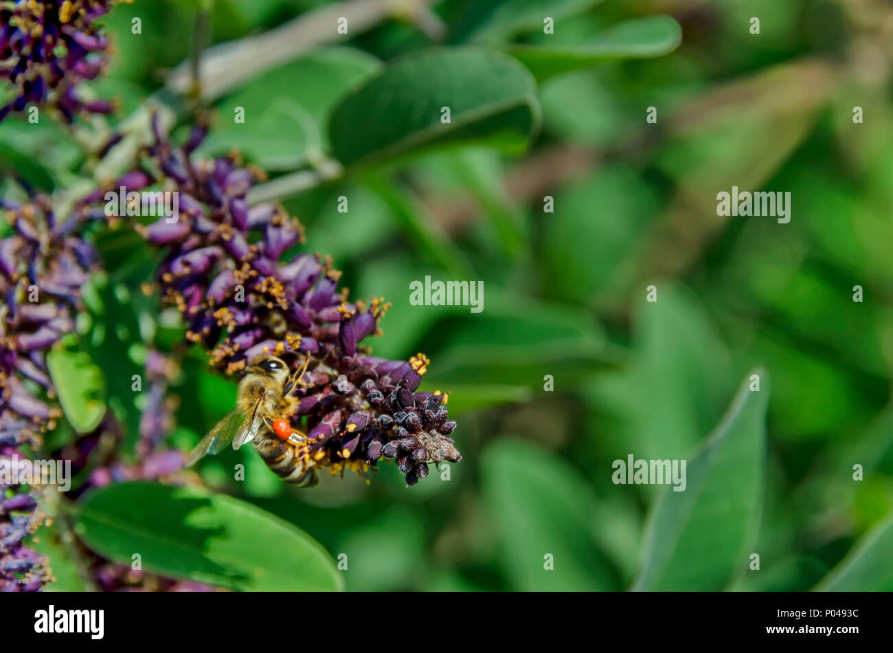 Macro close up of honey bee collecting pollen from purple flower, Sofia, Bulgaria Stock Photo