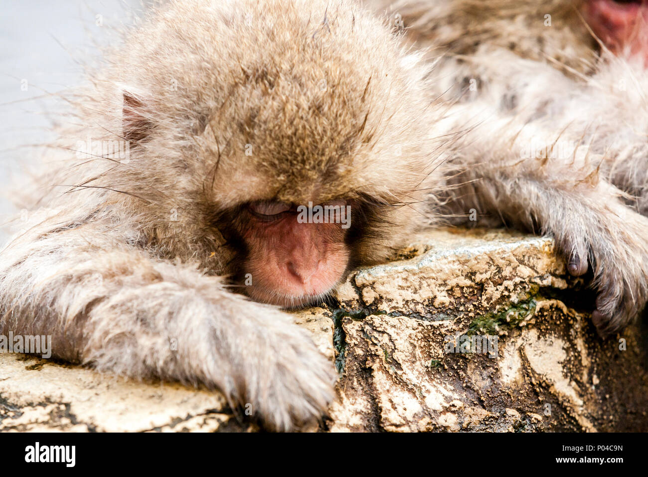 Little cute japanese snow monkey sleeping in a hot spring, Yudanaka, Japan. Stock Photo