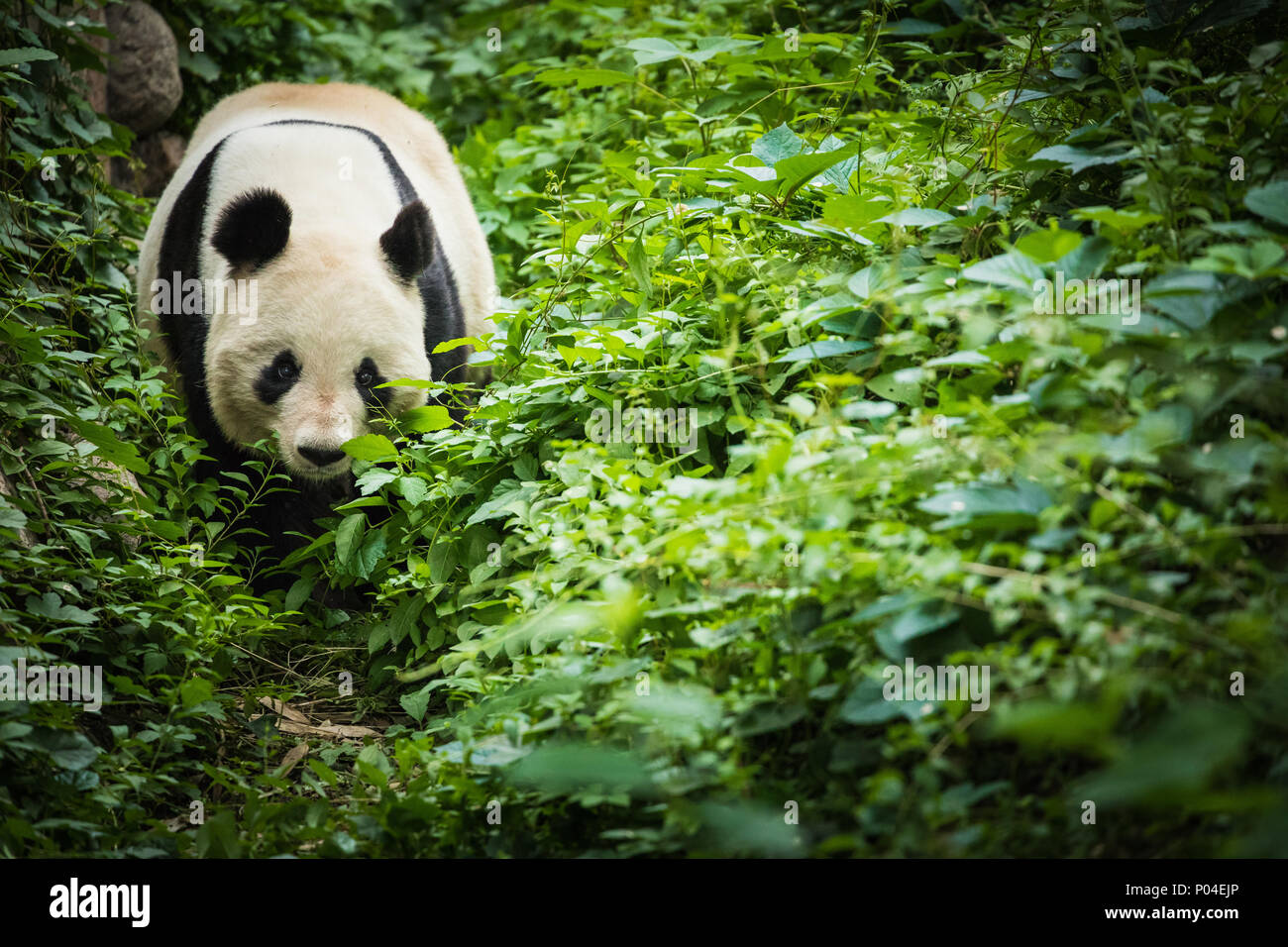 Giand High Resolution Stock Photography And Images Alamy