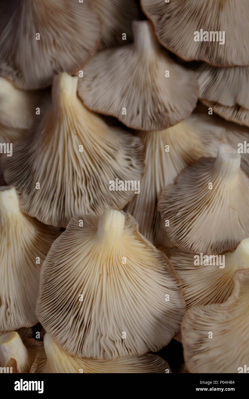 Many mushroom closeup in the market Stock Photo