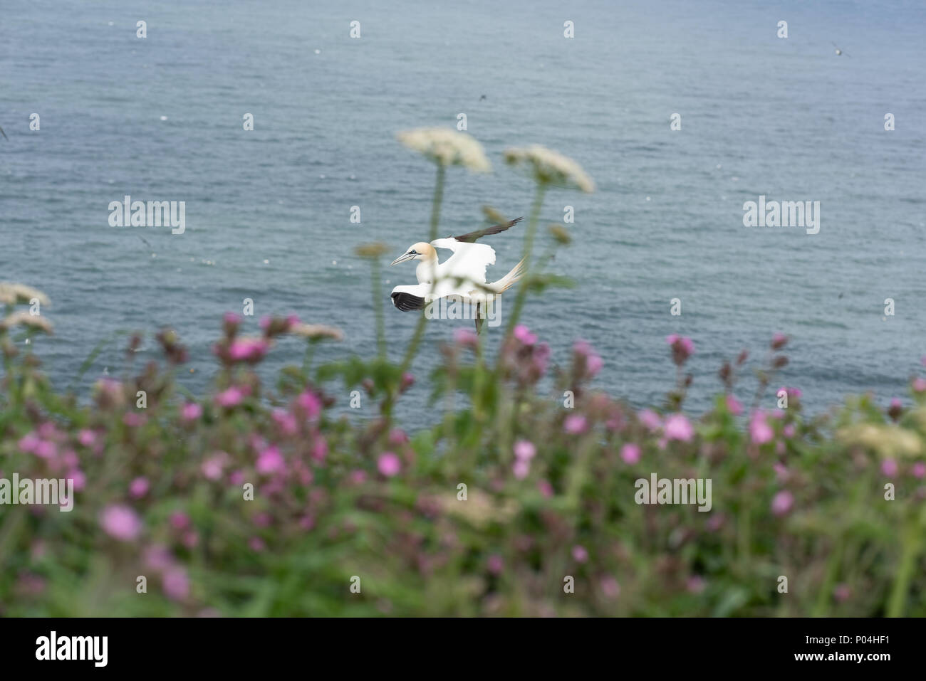 Gannets at Bempton Cliffs - June 2018 Stock Photo