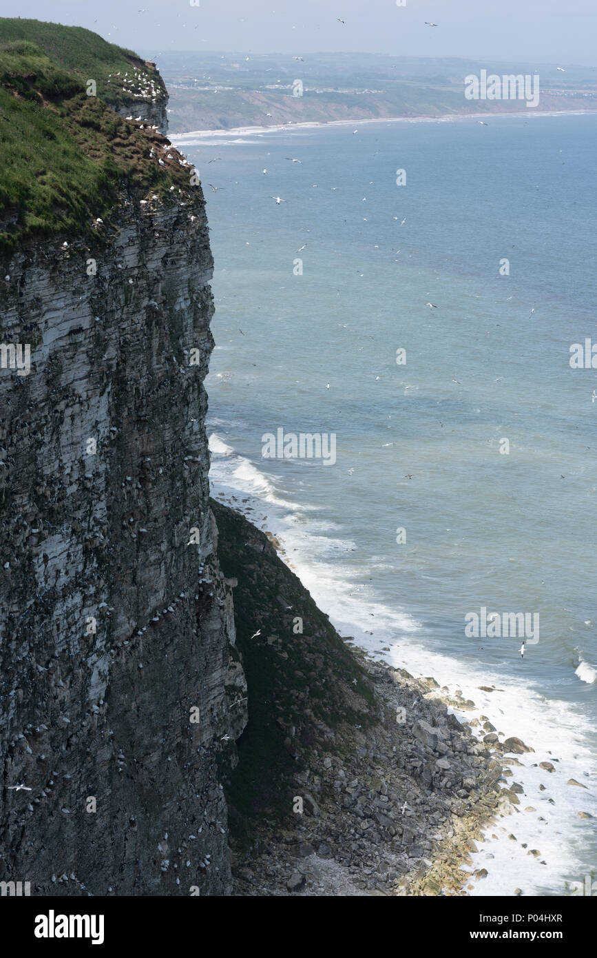 Seabirds nest at Bempton Cliffs in June 2018 Stock Photo