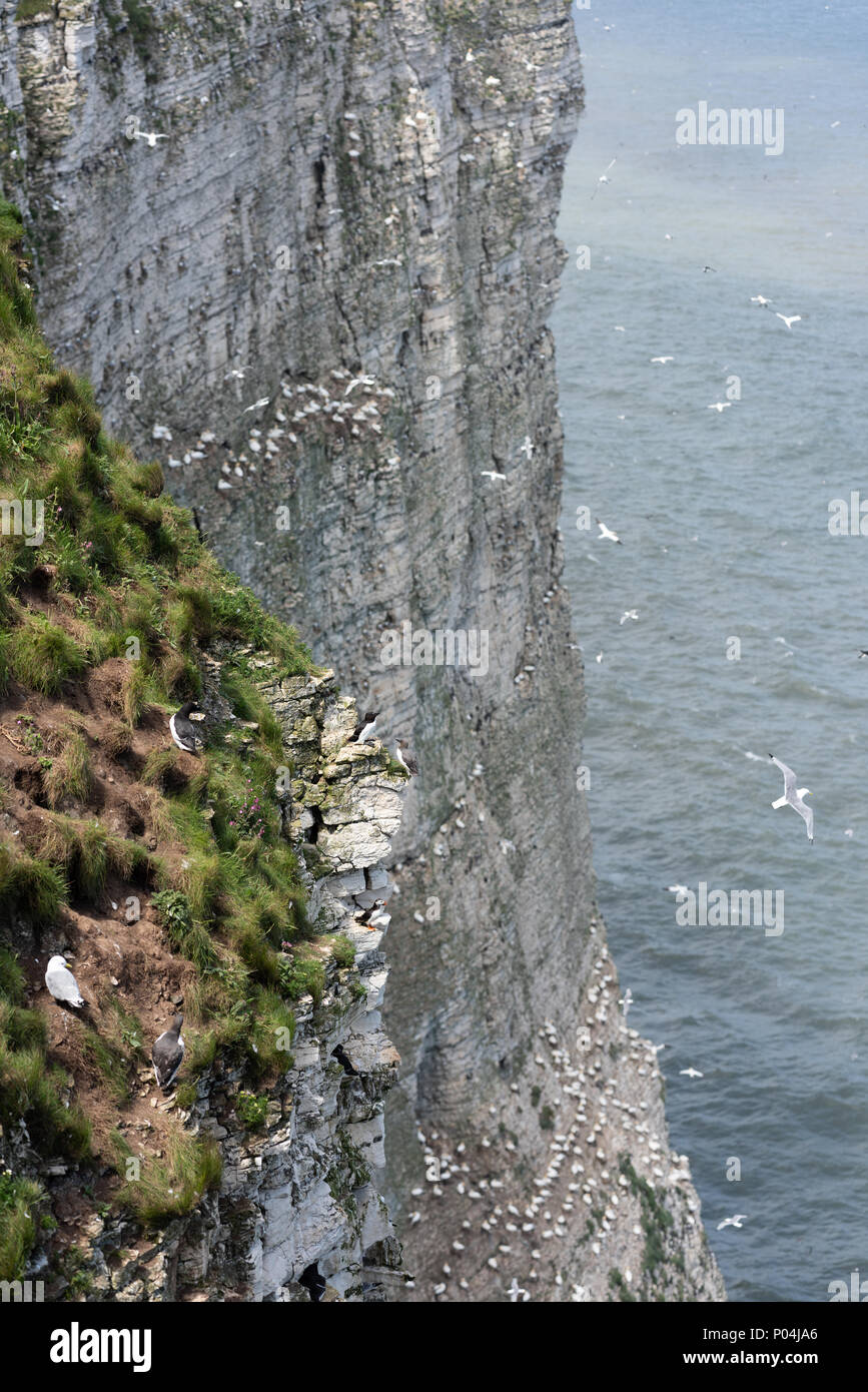 Seabirds nest at Bempton Cliffs in June 2018 Stock Photo