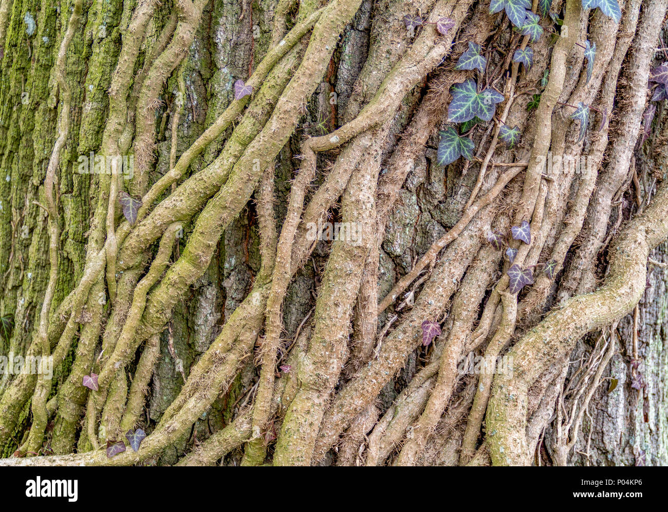 lots of big ivy rootlets climbing on a tree trunk Stock Photo