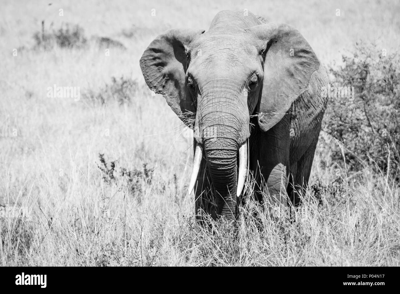 Elephants of the Maasai Mara game reserve. Stock Photo