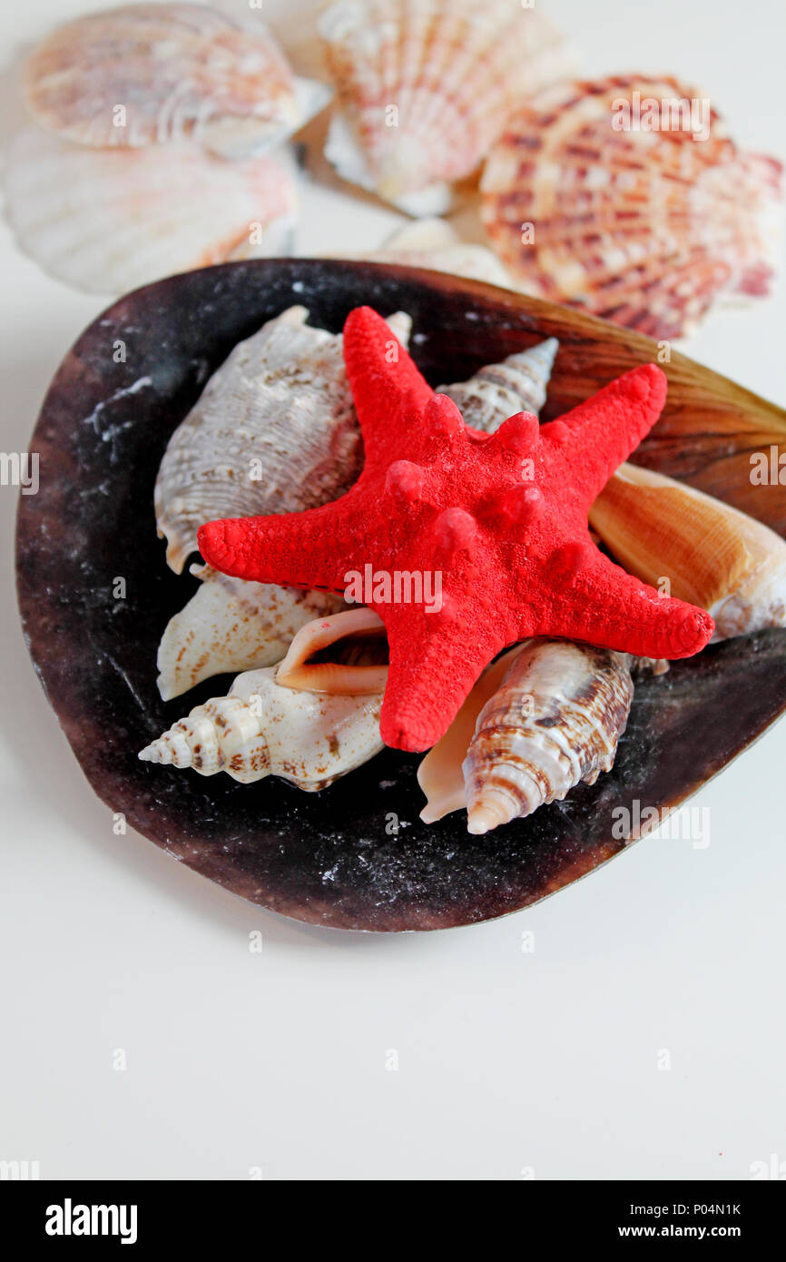 Red Starfish with Cockleshell on white background. Stock Photo