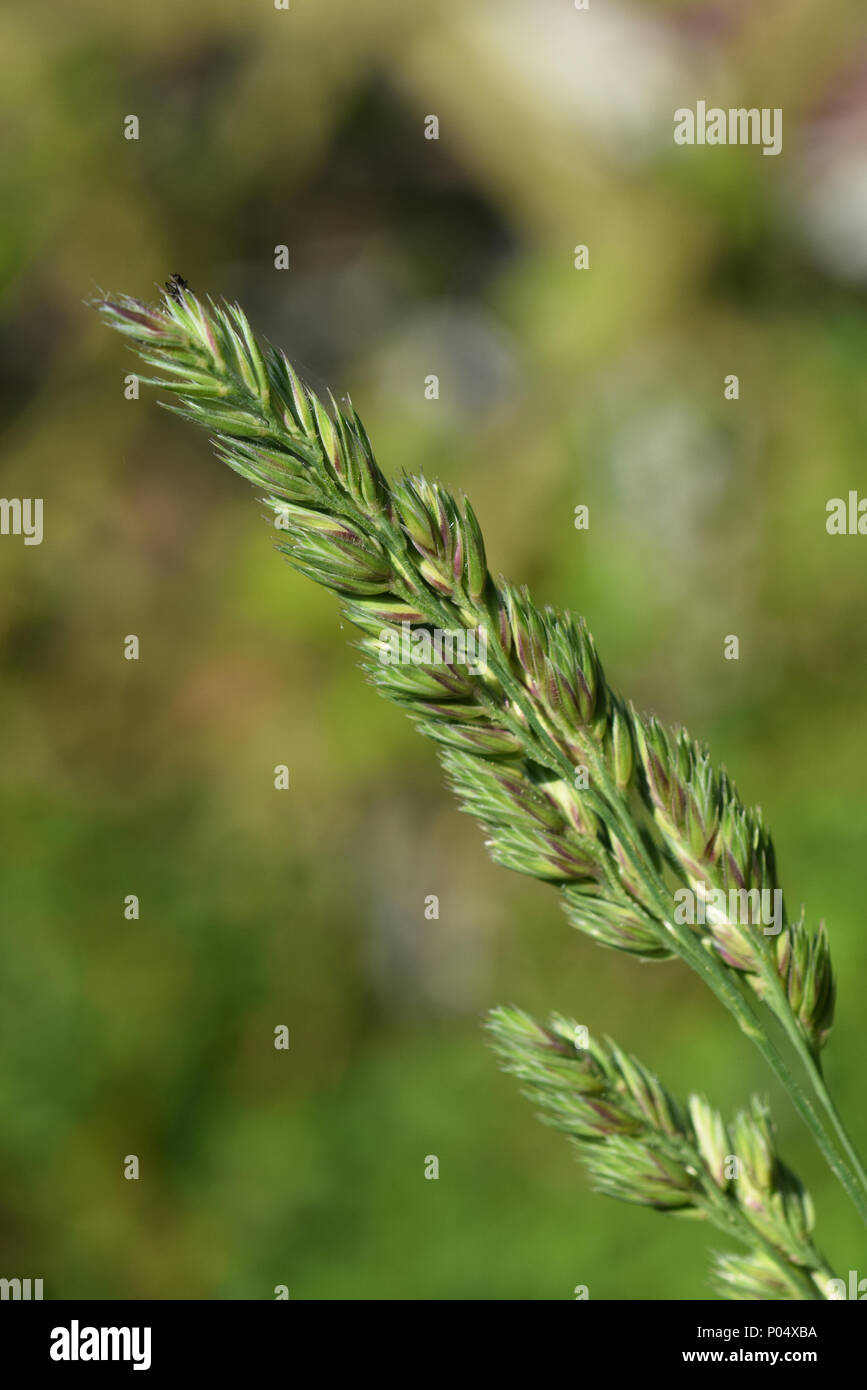 Blade of grass with seeds Stock Photo Alamy