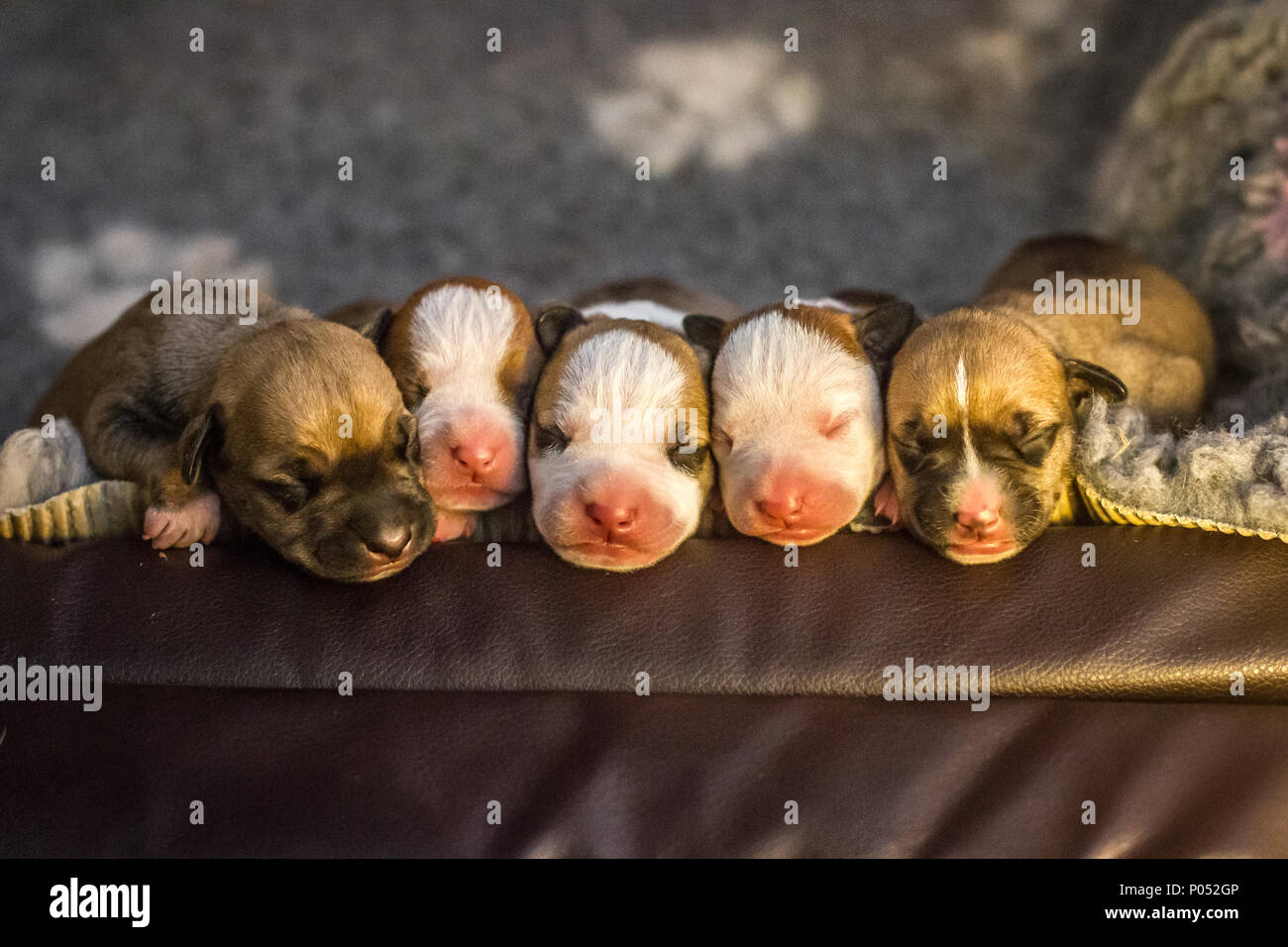 Puppies sleeping hi-res stock photography and images - Alamy, image size:1300x956